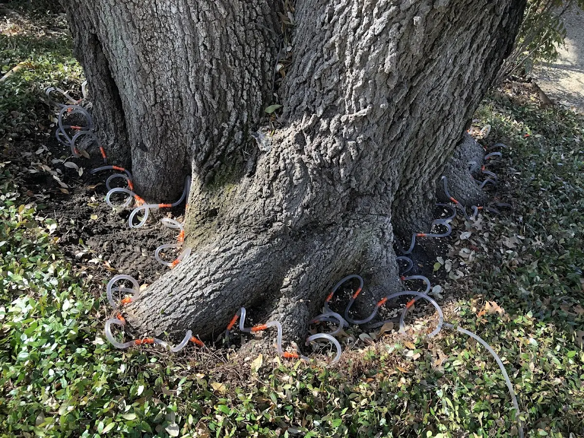 Detailed Tree Cabling and Bracing job site in Heislerville