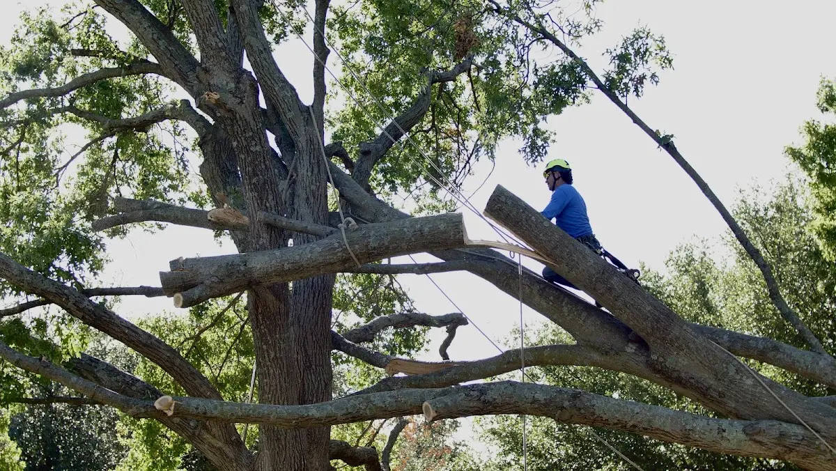Professional Crown Thinning performed by certified arborists in Heislerville
